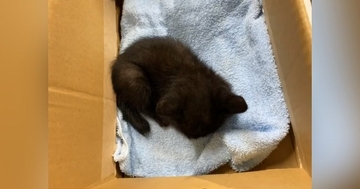 必死に助けを求めていた『弱りきった子猫』→保護された結果…胸を打つ『見違える変化』が21万再生「とても愛情に溢れていて涙」「泣いた」