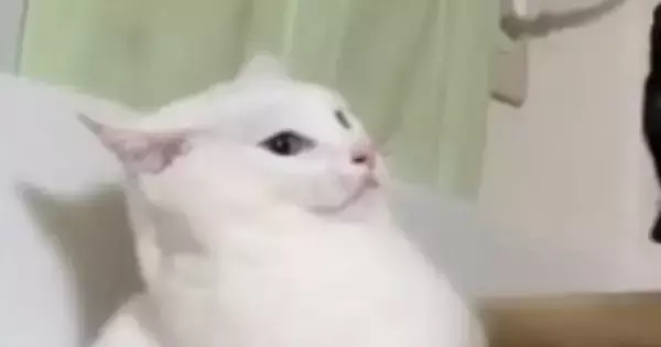「想像以上にドン引きしてて笑った」→白猫の視線の先には……爆笑必至の光景がSNSで反響「助けを求める目配せがｗ」「可愛すぎるｗ」