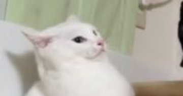 「想像以上にドン引きしてて笑った」→白猫の視線の先には……爆笑必至の光景がSNSで反響「助けを求める目配せがｗ」「可愛すぎるｗ」