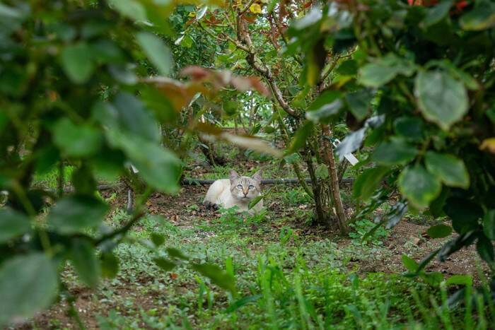 『猫不足』に陥ったときに表れがちな禁断症状5選　思わず取ってしまう行動やあるあるをご紹介