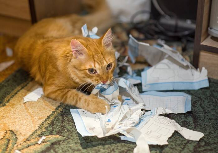 猫が『紙』を食べてしまったときの対処法3つ　注意が必要な症状や確認すべきポイント