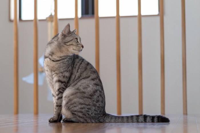 猫のしつけに『霧吹き』が効くと言われる理由3つ　効果的な使い方や注意すべきこと