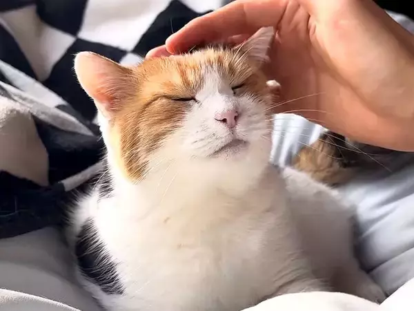 飼い主のベッドでひなたぼっこする三毛猫→ナデナデすると…破壊力が高すぎる『甘えん坊っぷり』に「仕事が手につかない」「尊い…」と反響