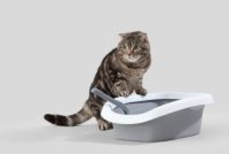 人見知りな猫は要注意！膀胱炎を繰り返す猫の「不安サイン」とは【獣医が解説】
