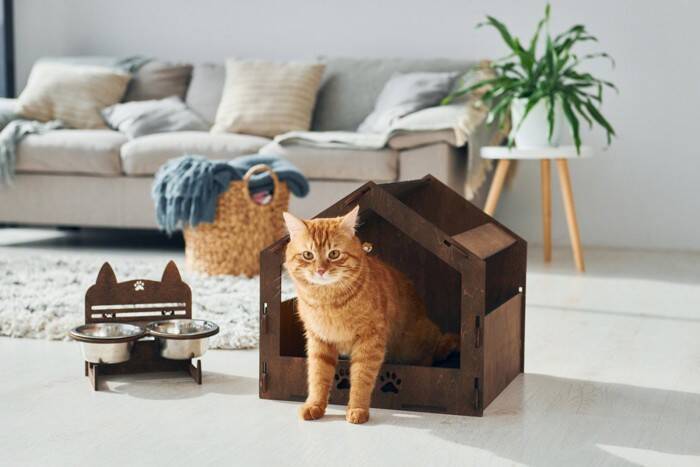 人見知りな猫は要注意！膀胱炎を繰り返す猫の「不安サイン」とは【獣医が解説】