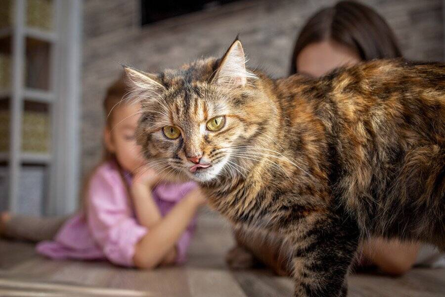 大学図書館で学生を癒すやさしい猫が「非公式マスコット」として大人気に　英国