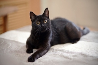 『黒っぽい猫』を上手に撮るコツ3選　真っ黒な写真を防ぐ工夫やアイデアもご紹介