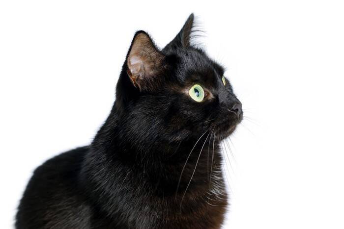 『黒っぽい猫』を上手に撮るコツ3選　真っ黒な写真を防ぐ工夫やアイデアもご紹介