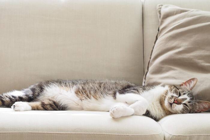 猫の身に起こりうる『夏の健康トラブル』4選　熱中症以外にもあるの？体調管理のポイントまで解説