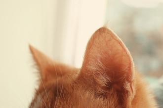 猫の『聴力』にまつわる4つの秘密　どこまで音を聞き取れるの？驚きの能力をご紹介