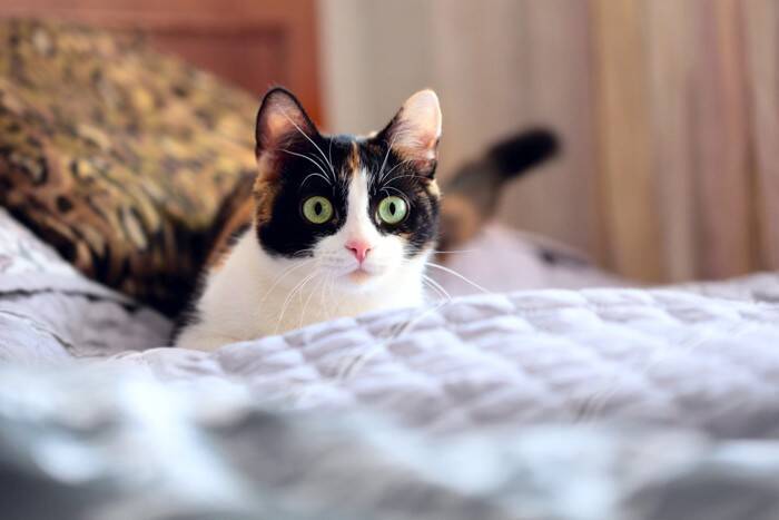 猫の『聴力』にまつわる4つの秘密　どこまで音を聞き取れるの？驚きの能力をご紹介