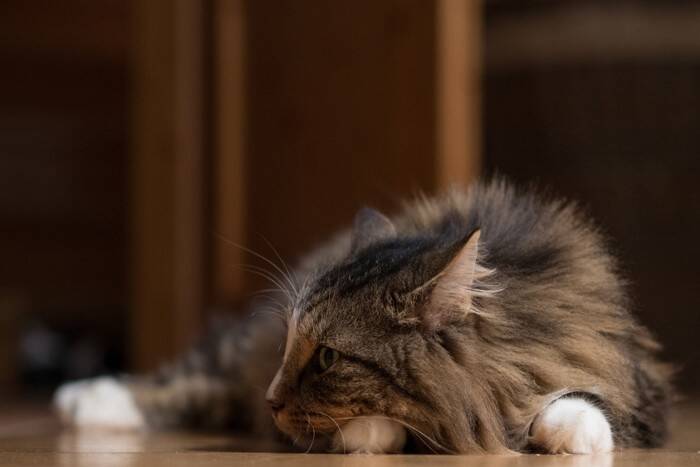 猫の『聴力』にまつわる4つの秘密　どこまで音を聞き取れるの？驚きの能力をご紹介