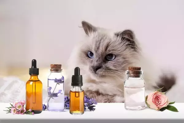 『猫が過ごす場所』では絶対に避けるべき行為4つ 　取り返しがつかないトラブルの危険性も…