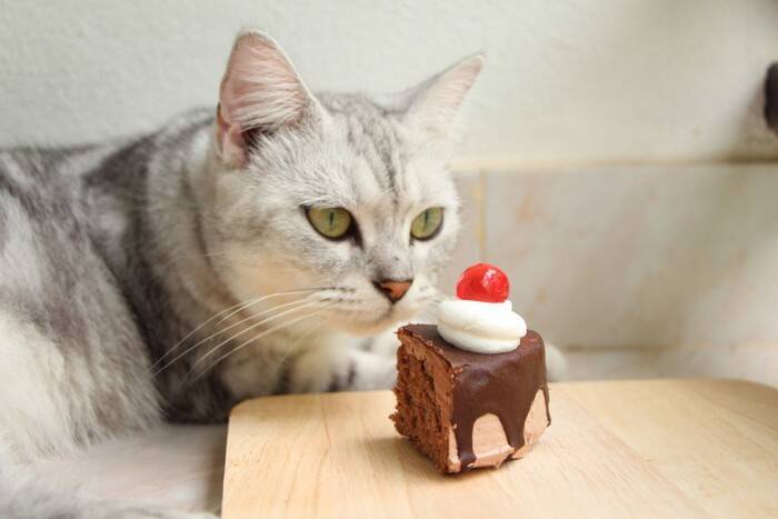 『猫が過ごす場所』では絶対に避けるべき行為4つ 　取り返しがつかないトラブルの危険性も…