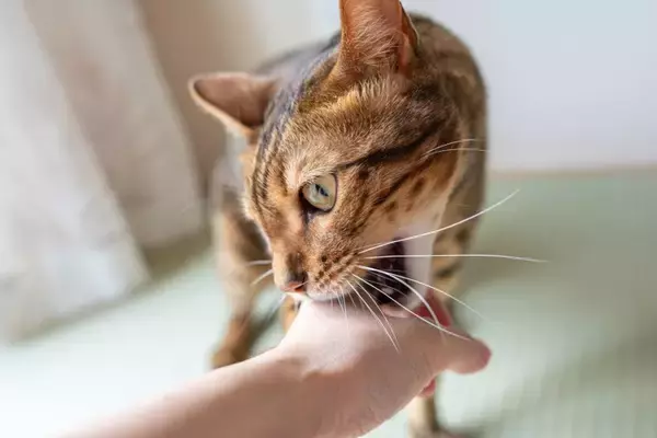 猫に『本気で噛まれる』のが危険な理由3選　油断できない理由や噛まれたときの対処法