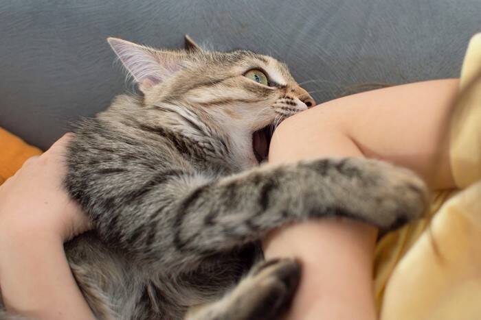 猫に『本気で噛まれる』のが危険な理由3選　油断できない理由や噛まれたときの対処法