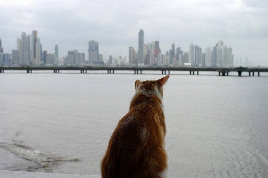「ふだんは室内飼い」の猫が大冒険！　ワゴン車の屋根に乗り「高速道路を161km走行」　米国