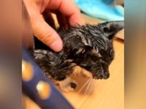 32度の炎天下、『ゴミを漁っていたガリガリの子猫』→保護された現在…心温まる成長の軌跡に涙する人が続出「幸せになってよかった」「号泣」