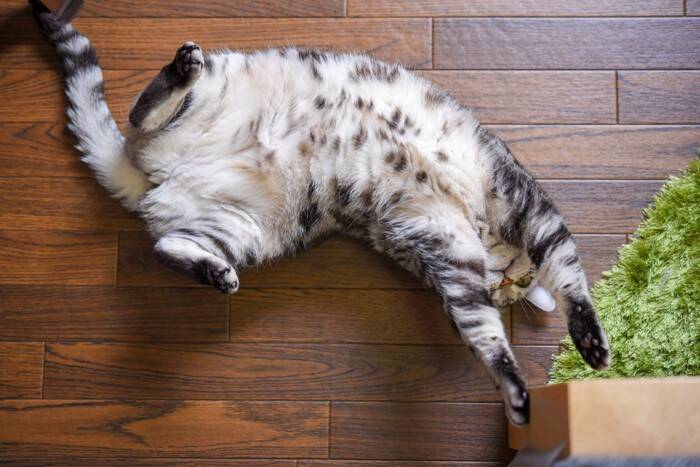 猫が嫌がっている『飼い主のNG行動』5選　控えるべき理由や与えかねない悪影響