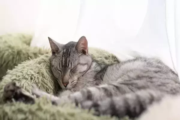 猫が体調を崩しているときの『危険な寝姿』3つ　病気のサインから取るべき対処法まで解説