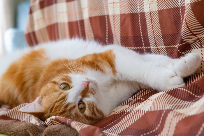 猫が体調を崩しているときの『危険な寝姿』3つ　病気のサインから取るべき対処法まで解説
