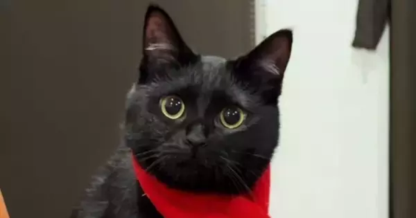 寒さ対策万全な黒猫→『首に巻かれているもの』を見ると……尊い光景に「可愛すぎて変な声出た」「赤がよく似合ってる」とSNSで反響