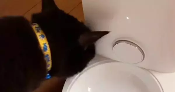 初めての自動給餌器→テストしていたら、黒猫がやって来て…「頭良すぎるｗｗ」まさかの光景が135万再生「思わず声が出た」「天才やん」