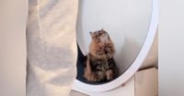 ルームランナーで歩き始めると、となりにいた『愛猫』が…まさかの行動が可愛すぎると３万いいね「真似してるのかなｗ」「なんて尊い」と話題