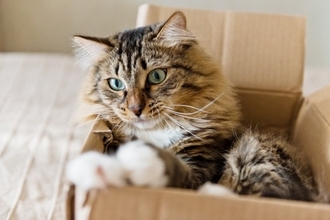 猫を夢中にさせる『大好きな物』3つ　虜になる理由から気を付けたいポイントまで