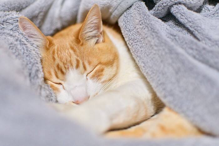 猫を夢中にさせる『大好きな物』3つ　虜になる理由から気を付けたいポイントまで