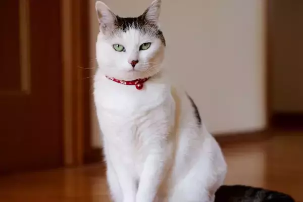 猫に『首輪』をしておいたほうがいい理由4つ　役立つシーンから選び方のポイントまで