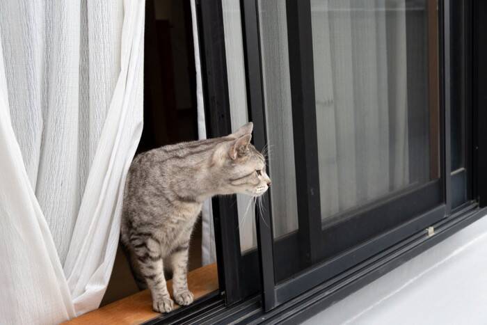 猫に『首輪』をしておいたほうがいい理由4つ　役立つシーンから選び方のポイントまで