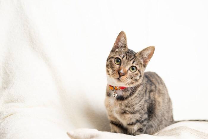 猫に『首輪』をしておいたほうがいい理由4つ　役立つシーンから選び方のポイントまで