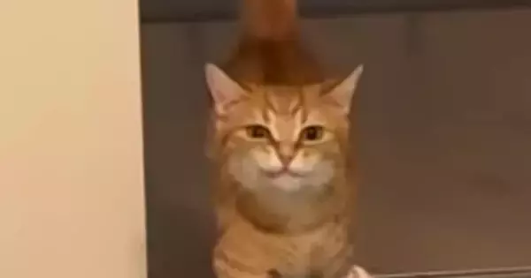部屋の奥からトコトコ歩いてきた猫、口元を見ると…運んでいたのは？→尊すぎる光景が190万再生「遊ばないとだねｗ」「ぽてぽて感が可愛い」