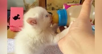 哺乳瓶で一生懸命ミルクを飲んでいた『赤ちゃん猫』→1年後…見違えるほどの成長ぶりに「立派になったねｗ」「今も昔も天使」と1万いいね