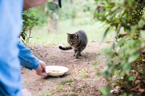 猫を『外に出す』のは控えるべき理由5つ　危険なトラブルの可能性や出たがる場合の予防策