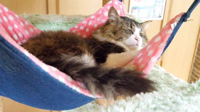 元ボス猫を『ハンモック』の上に移動させてみたら…頬が緩む『とんでもなく尊い光景』に「泣けてくる」「なんて可愛い寝顔」と19万再生
