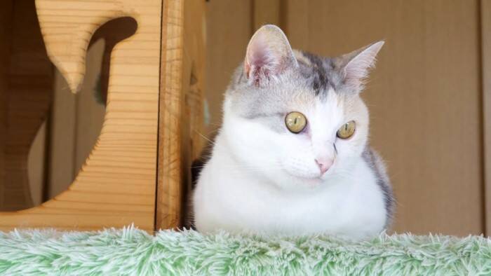 元ボス猫を『ハンモック』の上に移動させてみたら…頬が緩む『とんでもなく尊い光景』に「泣けてくる」「なんて可愛い寝顔」と19万再生