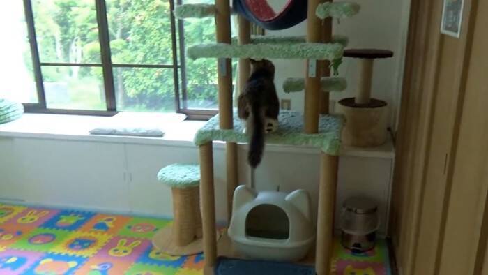 元ボス猫を『ハンモック』の上に移動させてみたら…頬が緩む『とんでもなく尊い光景』に「泣けてくる」「なんて可愛い寝顔」と19万再生