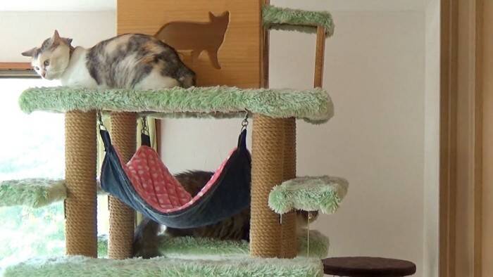 元ボス猫を『ハンモック』の上に移動させてみたら…頬が緩む『とんでもなく尊い光景』に「泣けてくる」「なんて可愛い寝顔」と19万再生