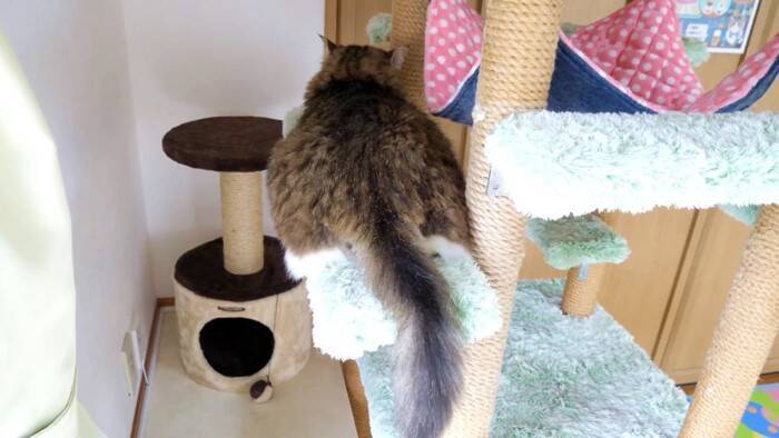 元ボス猫を『ハンモック』の上に移動させてみたら…頬が緩む『とんでもなく尊い光景』に「泣けてくる」「なんて可愛い寝顔」と19万再生