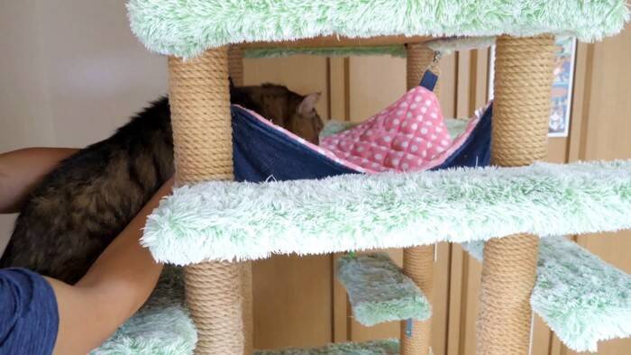 元ボス猫を『ハンモック』の上に移動させてみたら…頬が緩む『とんでもなく尊い光景』に「泣けてくる」「なんて可愛い寝顔」と19万再生