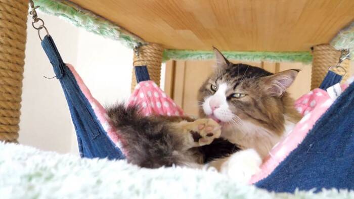 元ボス猫を『ハンモック』の上に移動させてみたら…頬が緩む『とんでもなく尊い光景』に「泣けてくる」「なんて可愛い寝顔」と19万再生