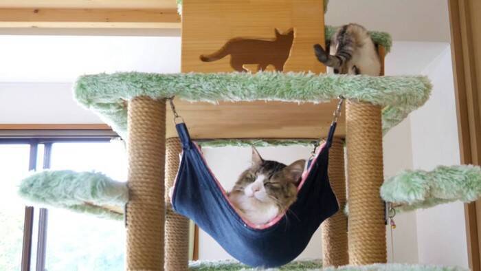 元ボス猫を『ハンモック』の上に移動させてみたら…頬が緩む『とんでもなく尊い光景』に「泣けてくる」「なんて可愛い寝顔」と19万再生