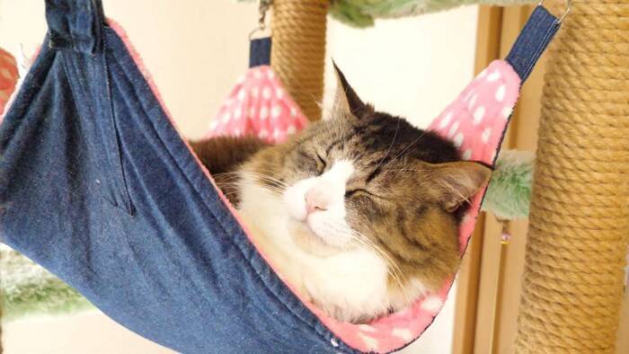 元ボス猫を『ハンモック』の上に移動させてみたら…頬が緩む『とんでもなく尊い光景』に「泣けてくる」「なんて可愛い寝顔」と19万再生