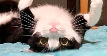 『かわいいので困っています』仰向けで転がる白黒ネコ…破壊力が高すぎる『あざとい表情』が105万表示「アニメキャラみたい」「困ってないｗ」
