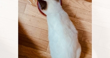 保護したときは『こんなに白かった子猫』が、現在…同じ猫とは思えない『色の変化』に12万いいね「変わりすぎｗ」「えええ」と驚きの声