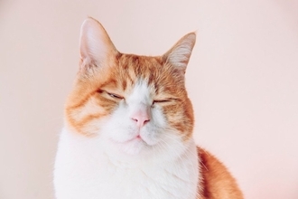 猫の『顔つき』は生活環境によって変化する？見た目を左右する4つの要因とは