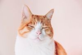 猫の『顔つき』は生活環境によって変化する？見た目を左右する4つの要因とは