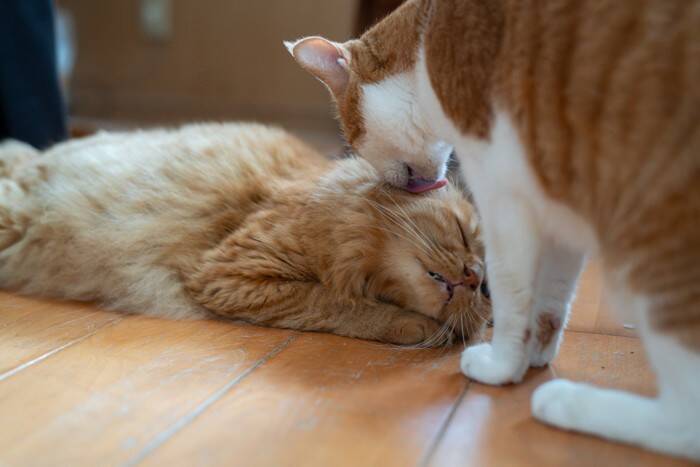 猫の『ヒゲが短くなっている』ときに考えられる理由4つ　起こりうる悪影響やトラブルの可能性も解説